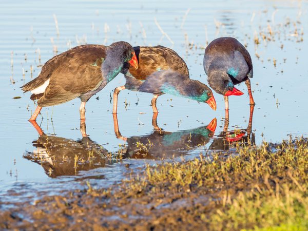 How do you deal with wildlife encounters while camping in British forests?